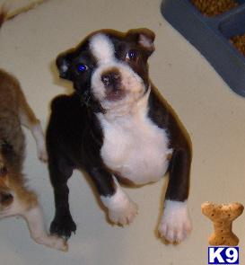 Puppies in OK